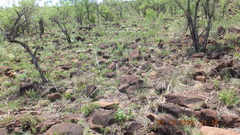 Syncolostemon persimilis