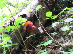 Auricularia fuscosuccinea