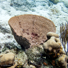 Ircinia campana