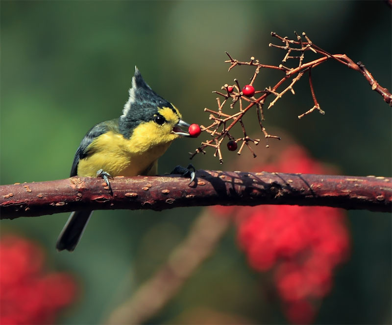 Taiwan Yellow Tit photo