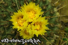 Thelocactus rinconensis rinconensis