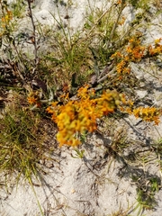 Manulea tomentosa