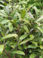 Diospyros dichrophylla