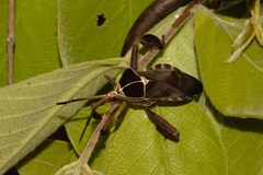 Petascelis remipes