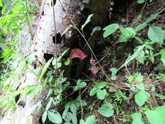 Auricularia fuscosuccinea