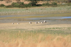 Plectropterus gambensis