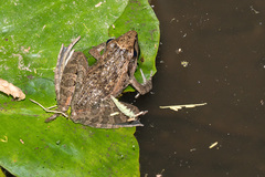 Ptychadena anchietae