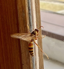 Polistes carnifex carnifex