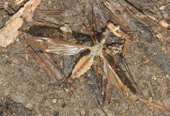 Tipula luna