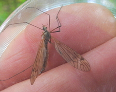 Tipula luna
