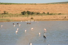 Plectropterus gambensis