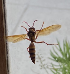 Polistes carnifex carnifex