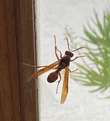 Polistes carnifex carnifex