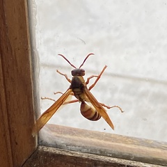 Polistes carnifex carnifex