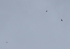 Parabuteo unicinctus