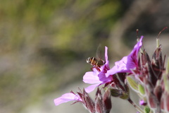 Tabanidae