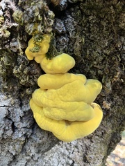 Laetiporus sulphureus