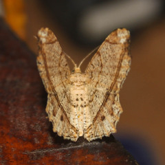 Chiasmia lacriphaga