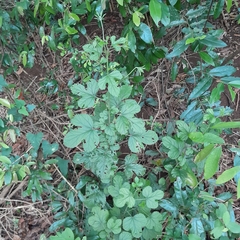 Hibiscus pedunculatus