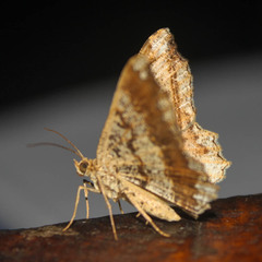 Chiasmia lacriphaga