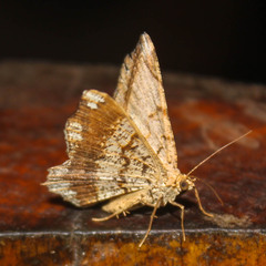 Chiasmia lacriphaga