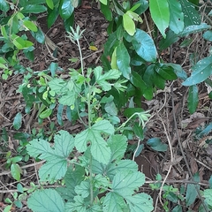 Hibiscus pedunculatus