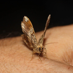 Chiasmia lacriphaga