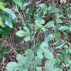 Hibiscus pedunculatus