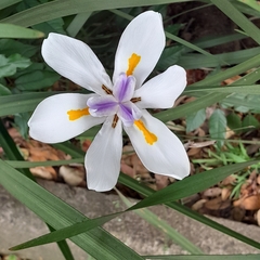 Dietes grandiflora
