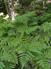 Pteridium aquilinum latiusculum