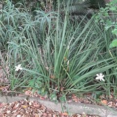 Dietes grandiflora