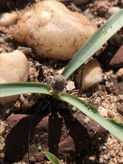 Ledebouria minima