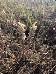Lachenalia contaminata