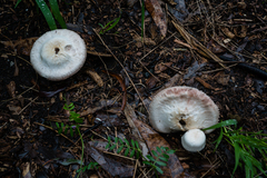 Pseudochitonia