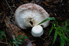 Pseudochitonia