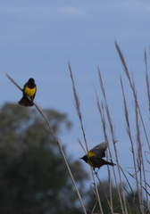 Pseudoleistes virescens