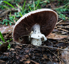 Pseudochitonia