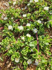 Mesembryanthemum aitonis