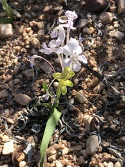 Lapeirousia pyramidalis pyramidalis
