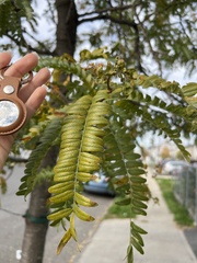 Gleditsia triacanthos