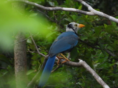 Cyanocorax yucatanicus