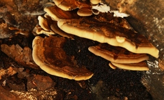 Gloeophyllum odoratum