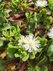 Mesembryanthemum aitonis