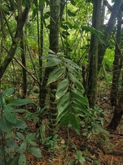 Chamaedorea pinnatifrons