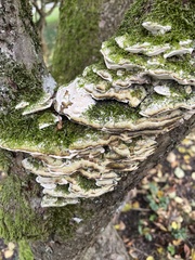 Rigidoporus