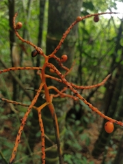 Chamaedorea pinnatifrons