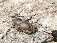 Sphenophorus crassus