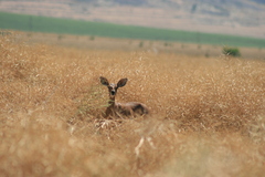 Raphicerus campestris campestris