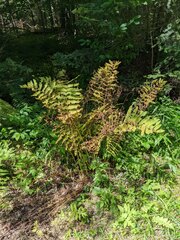 Osmunda claytoniana