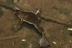 Xenopus